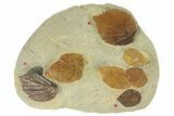 Plate with Seven Fossil Leaves (Three Species) - Montana #270991-1